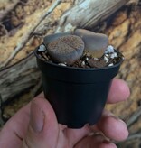 Magazoo Lithops Plant | Pebble Plant - Mini Colony (Various Colors)