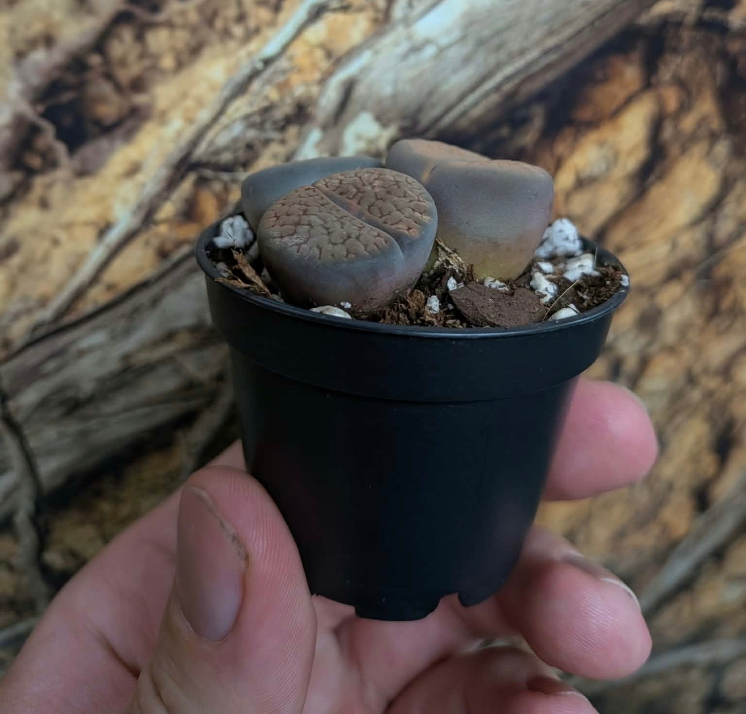 Magazoo Lithops Plant | Pebble Plant - Mini Colony (Various Colors)