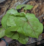 Magazoo Plante Syngonium Podophyllum 'Lemon Lime' 9cm
