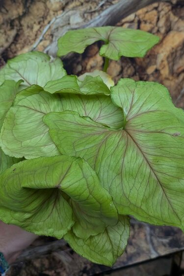 Magazoo Plante Syngonium Podophyllum 'Lemon Lime' 9cm