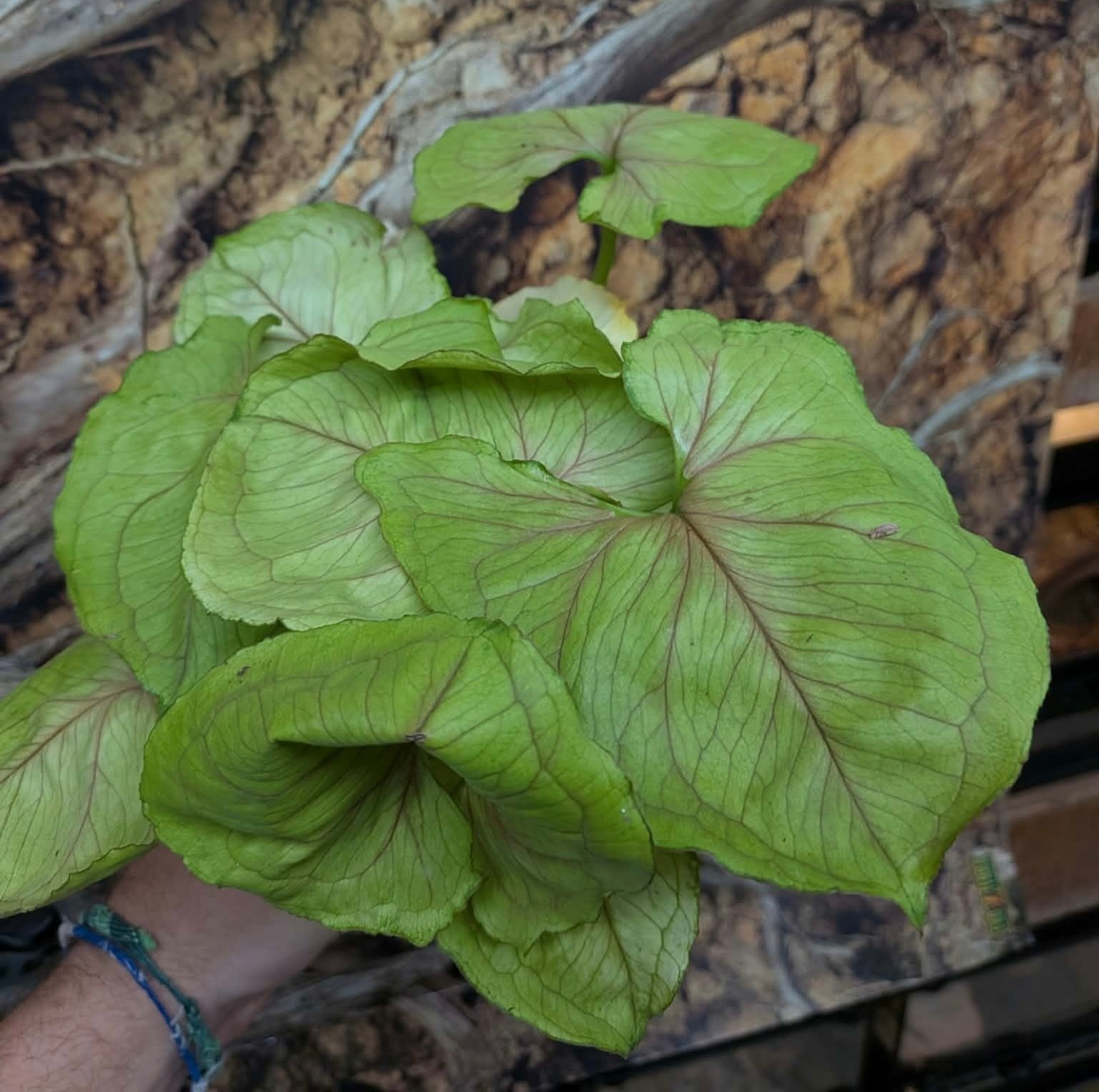 Magazoo Syngonium Podophyllum Plant 'Lemon Lime' 9cm