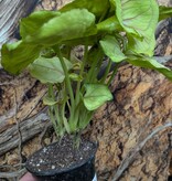 Magazoo Syngonium Podophyllum Plant 'Lemon Lime' 9cm