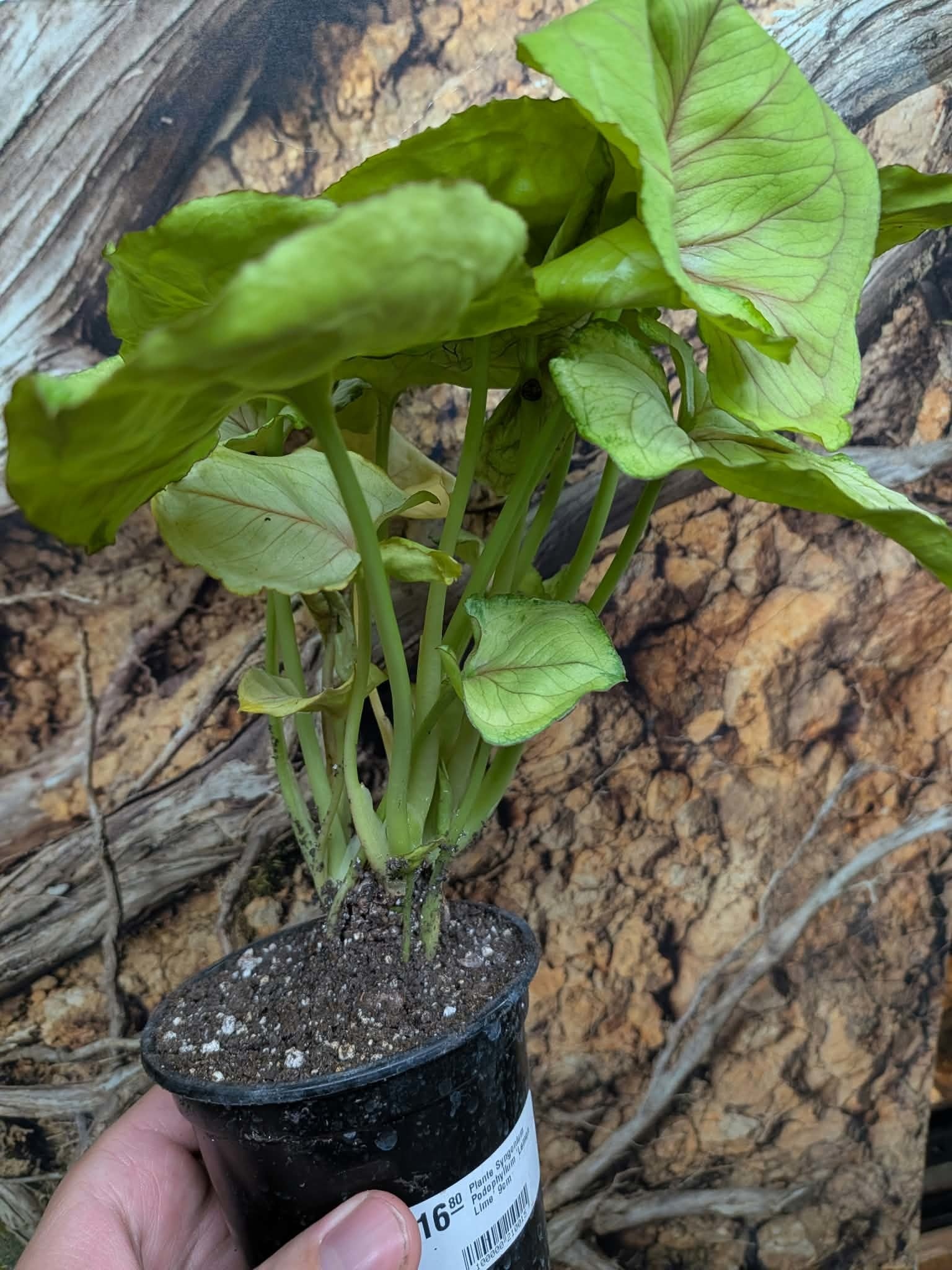 Magazoo Syngonium Podophyllum Plant 'Lemon Lime' 9cm
