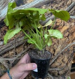 Magazoo Syngonium Podophyllum Plant 'Lemon Lime' 9cm