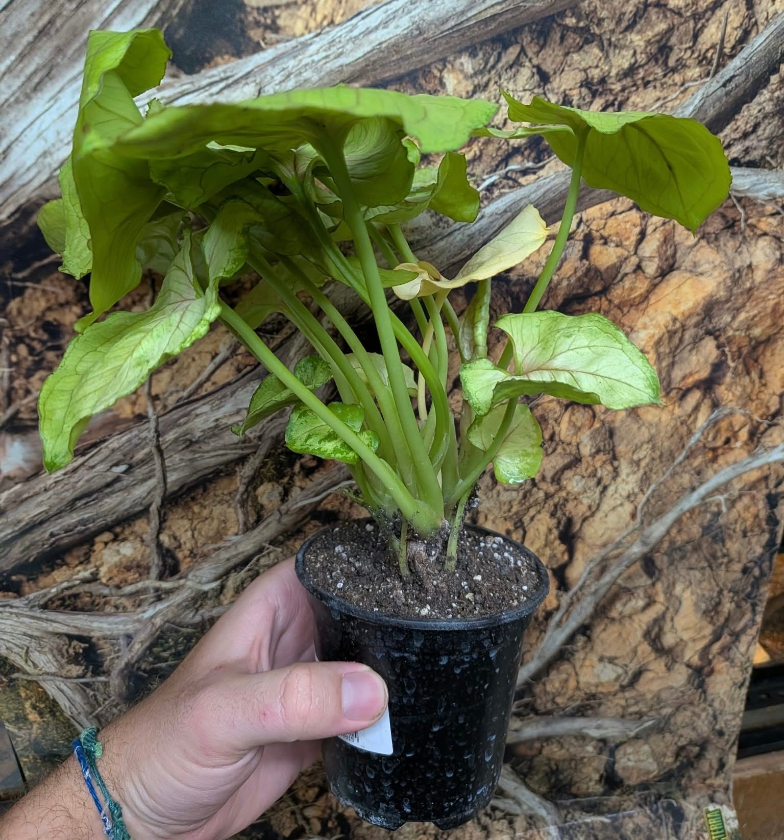 Magazoo Plante Syngonium Podophyllum 'Lemon Lime' 9cm