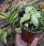Magazoo Tradescantia Plant 'Yellow Zebra' 9cm