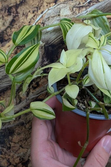 Magazoo Plante Tradescantia 'Yellow Zebra' 9cm