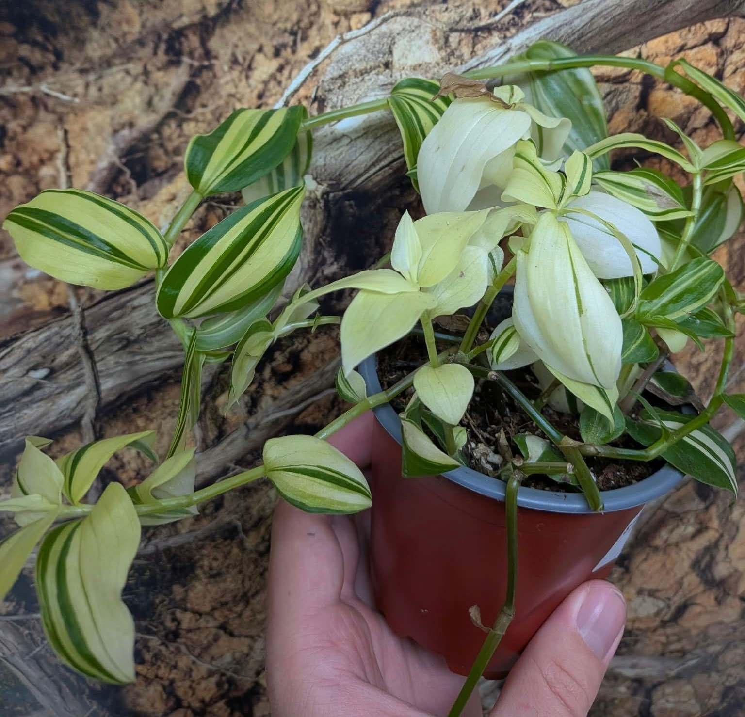 Magazoo Plante Tradescantia 'Yellow Zebra' 9cm
