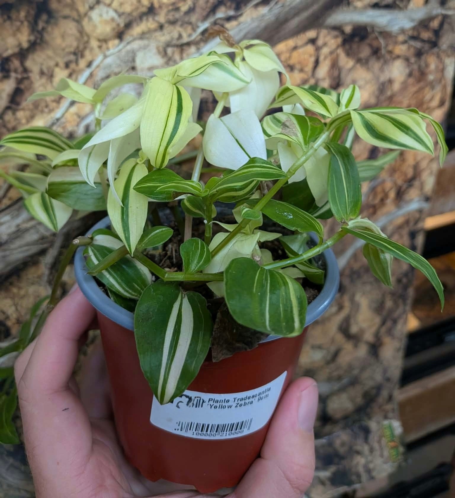 Magazoo Plante Tradescantia 'Yellow Zebra' 9cm