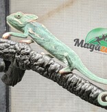 Magazoo Male Juvenile Veiled chameleon #2