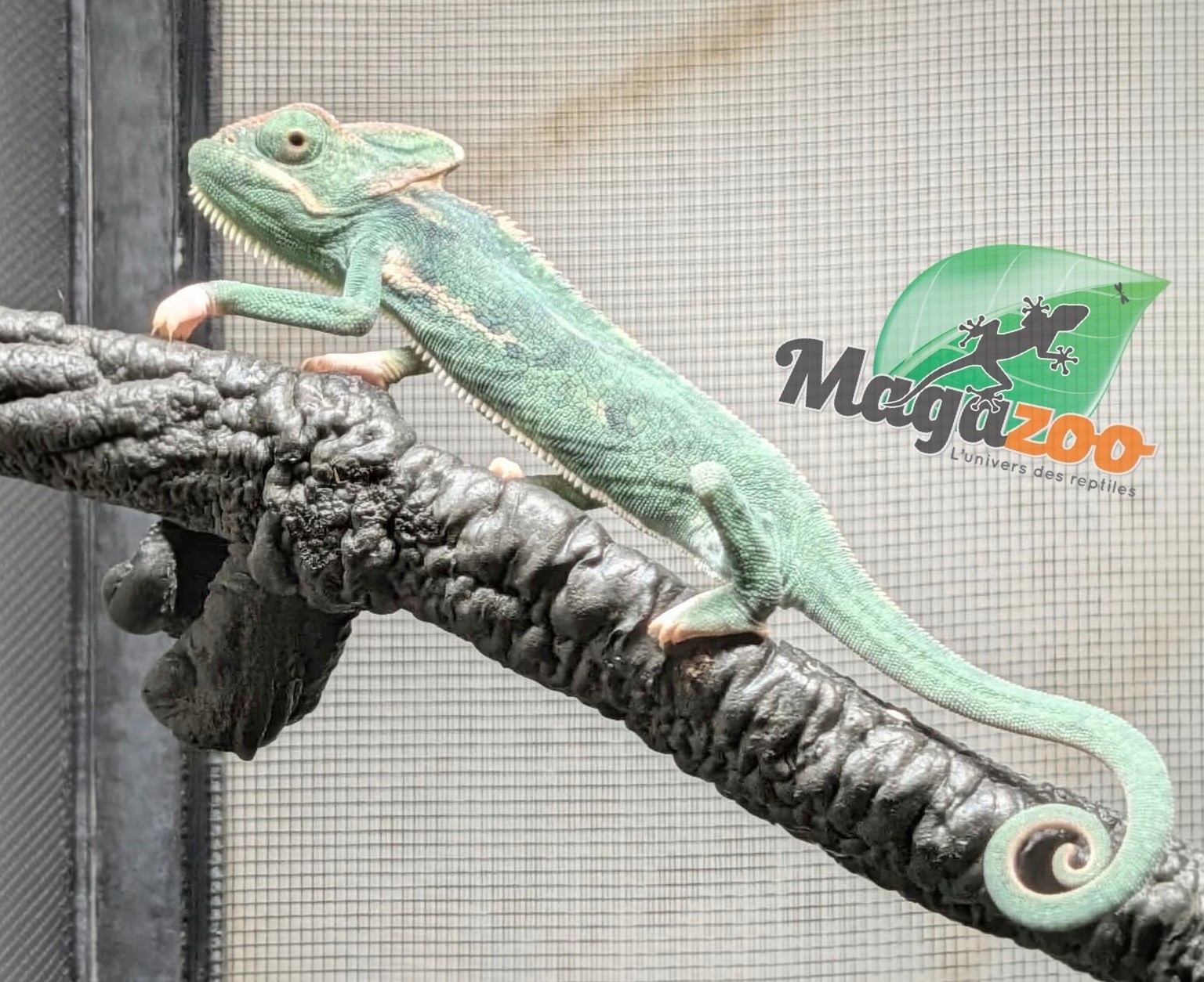 Magazoo Male Juvenile Veiled chameleon #2