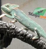 Magazoo Male Juvenile Veiled chameleon #2