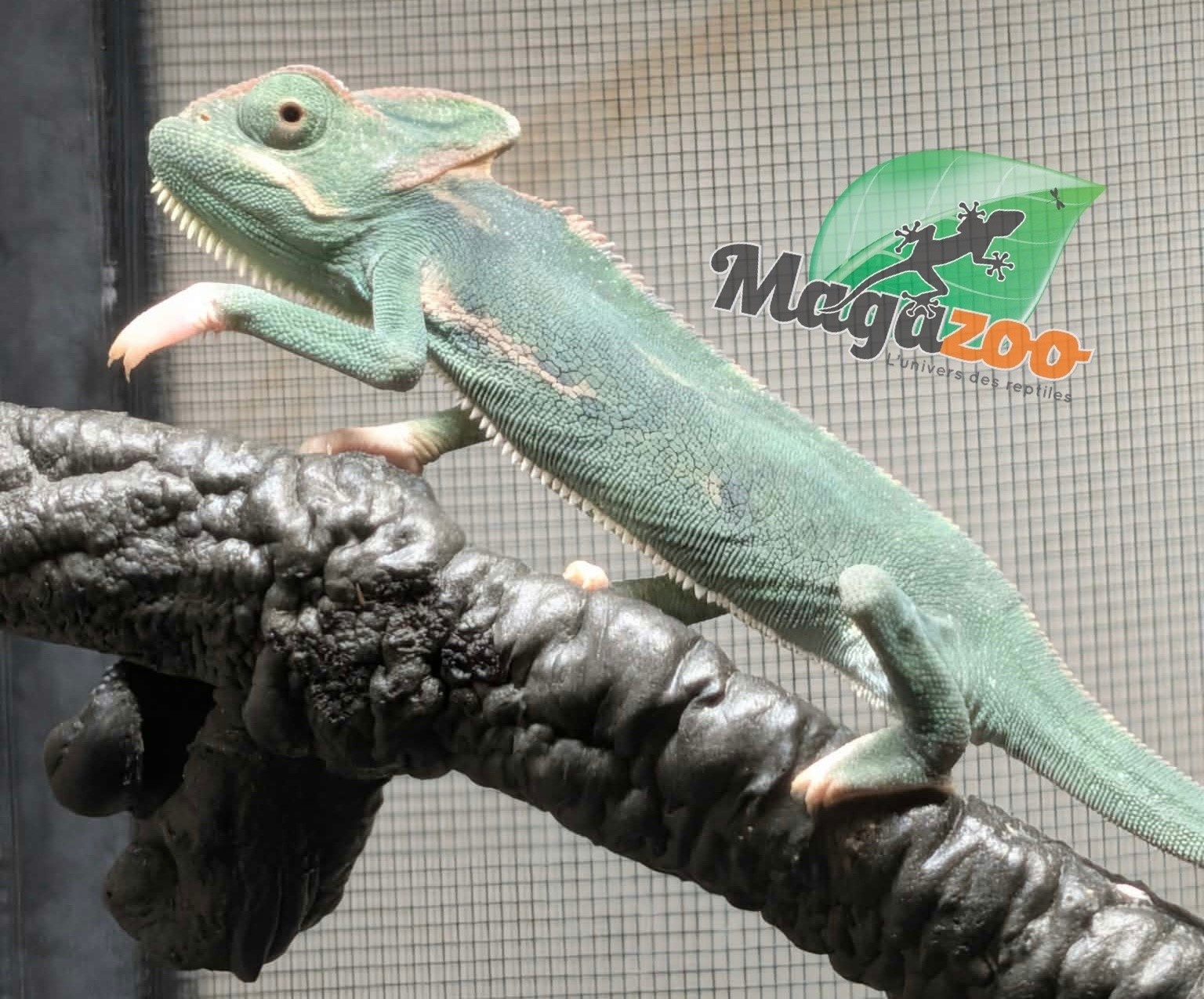 Magazoo Caméléon casqué du Yemen Bébé Mâle #2