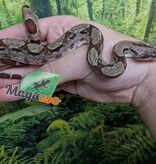 Magazoo Baby Hypo Colombian boa #1