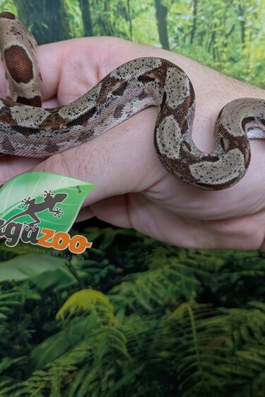 Magazoo Boa imperator Hypo Bébé #1
