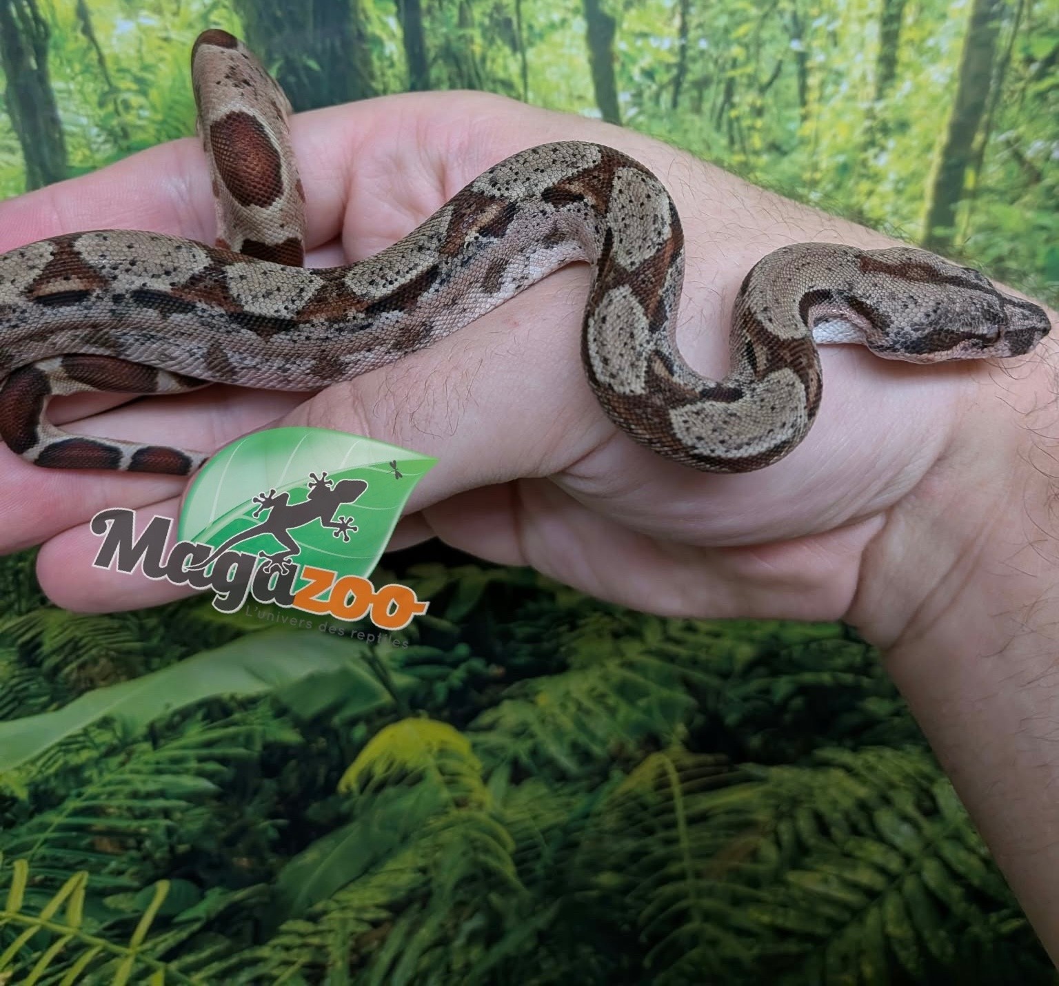 Magazoo Baby Hypo Colombian boa #1