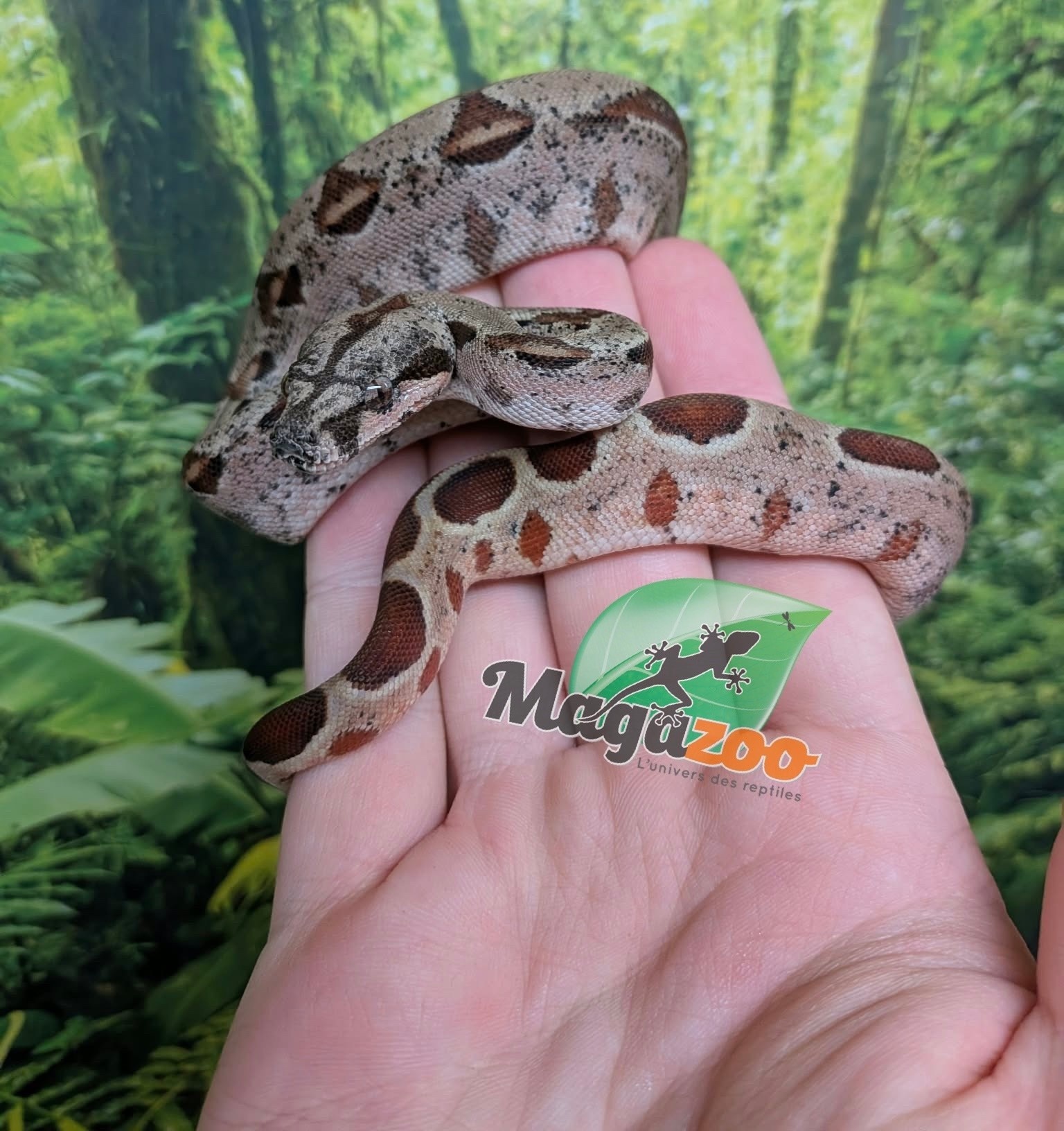 Magazoo Boa imperator Hypo Bébé #1