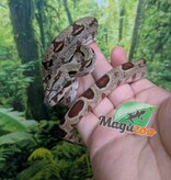 Magazoo Baby Hypo Colombian boa #1