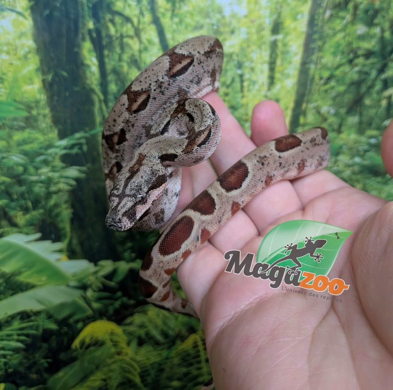 Magazoo Baby Hypo Colombian boa #1
