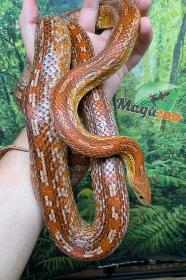 Magazoo Female Adult Corn Snake / 2nd Chance - Adoption