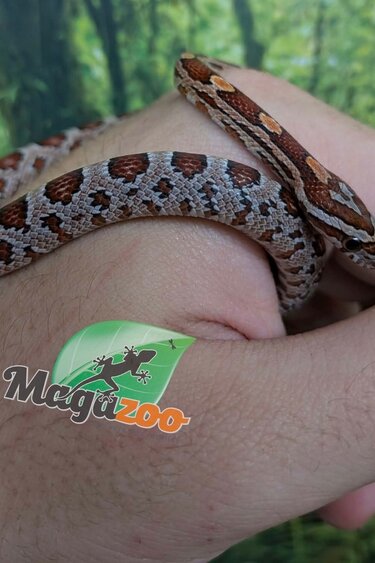 Magazoo Baby Regular (Double Het. Amel Anery) Corn Snake #5 (08/23/2026)