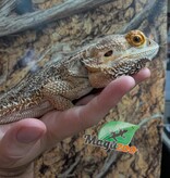 Magazoo Male Bearded Dragon 5 years old / 2nd Chance - Adoption