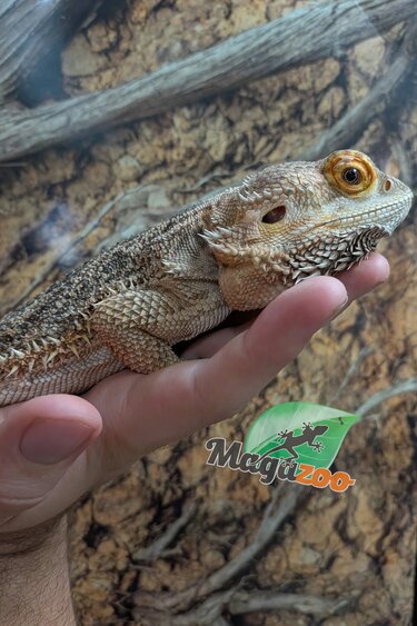 Magazoo Dragon Barbu  Mâle 5 ans / Adoption - 2ième chance