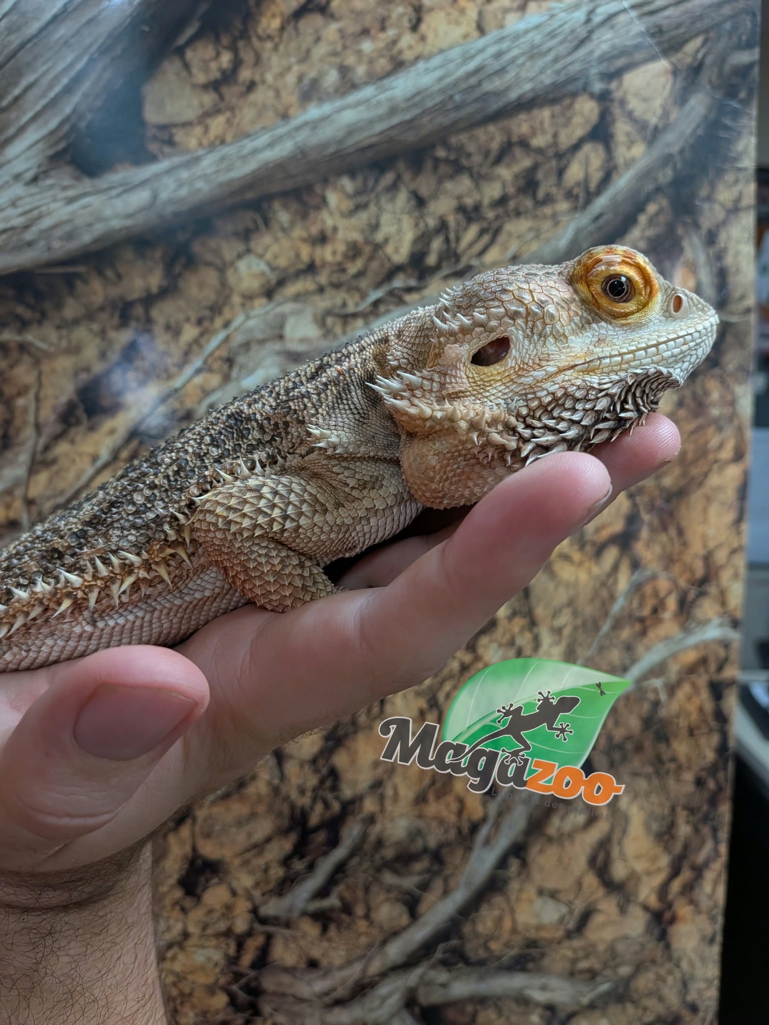 Magazoo Male Bearded Dragon 5 years old / 2nd Chance - Adoption