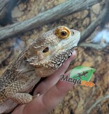 Magazoo Dragon Barbu  Mâle 5 ans / Adoption - 2ième chance