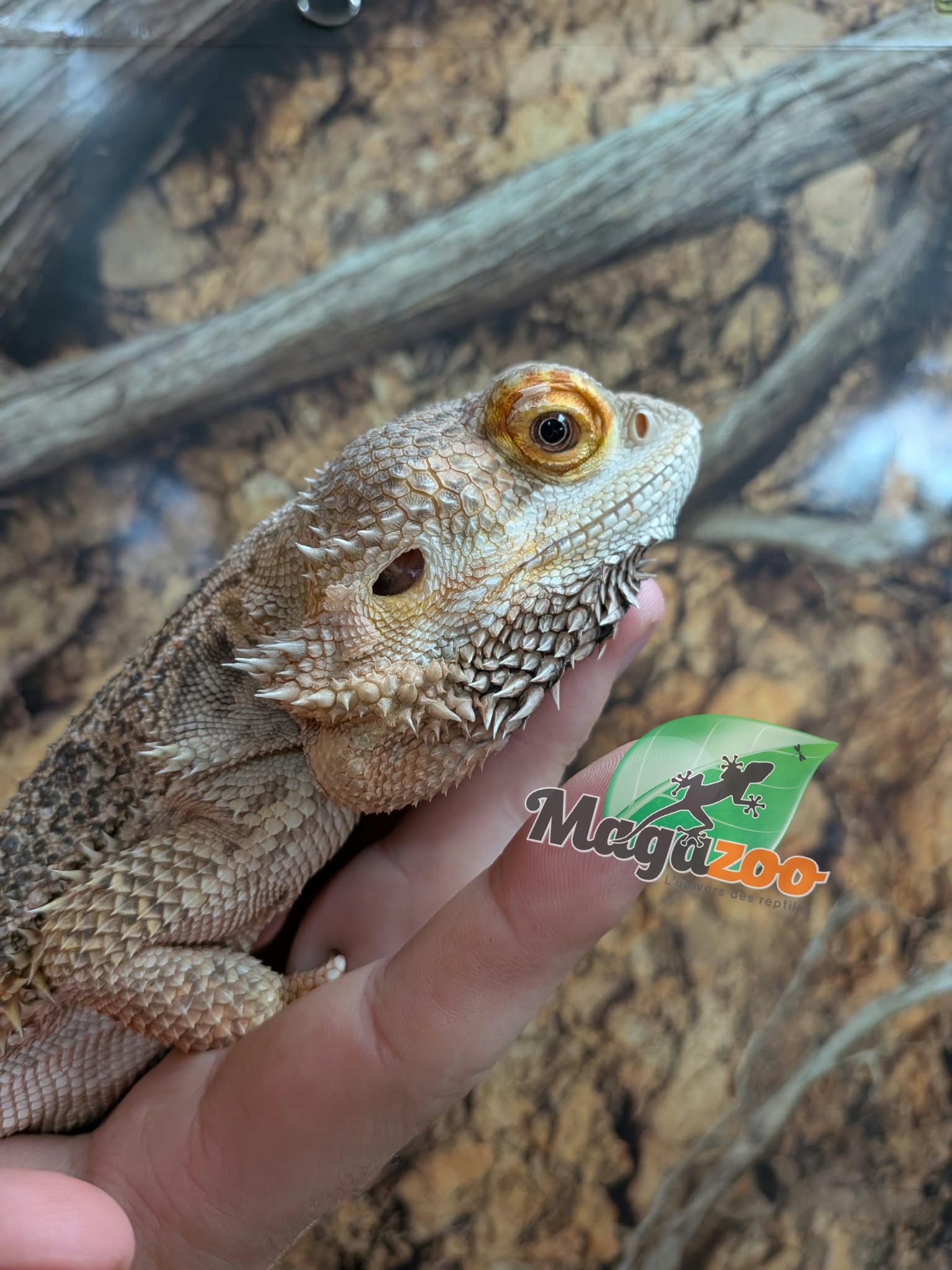 Magazoo Dragon Barbu  Mâle 5 ans / Adoption - 2ième chance