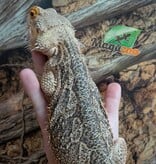 Magazoo Male Bearded Dragon 5 years old / 2nd Chance - Adoption