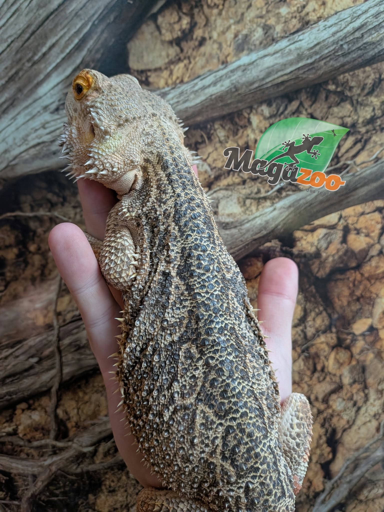 Magazoo Dragon Barbu  Mâle 5 ans / Adoption - 2ième chance