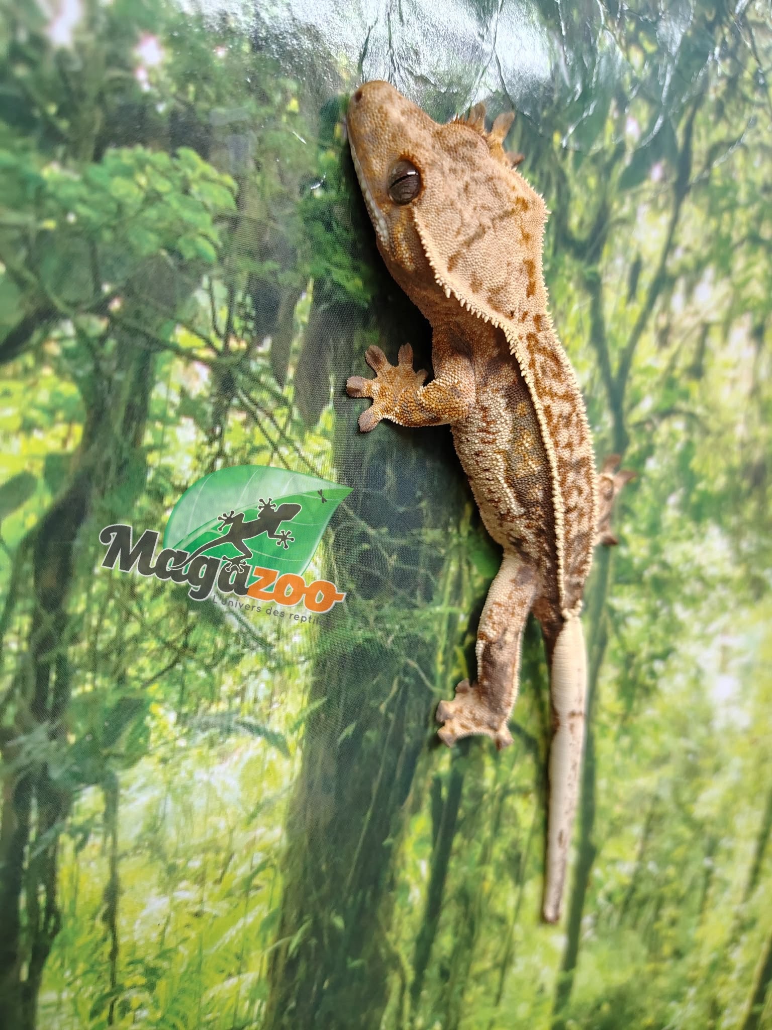 Magazoo Quadstripe Crested gecko