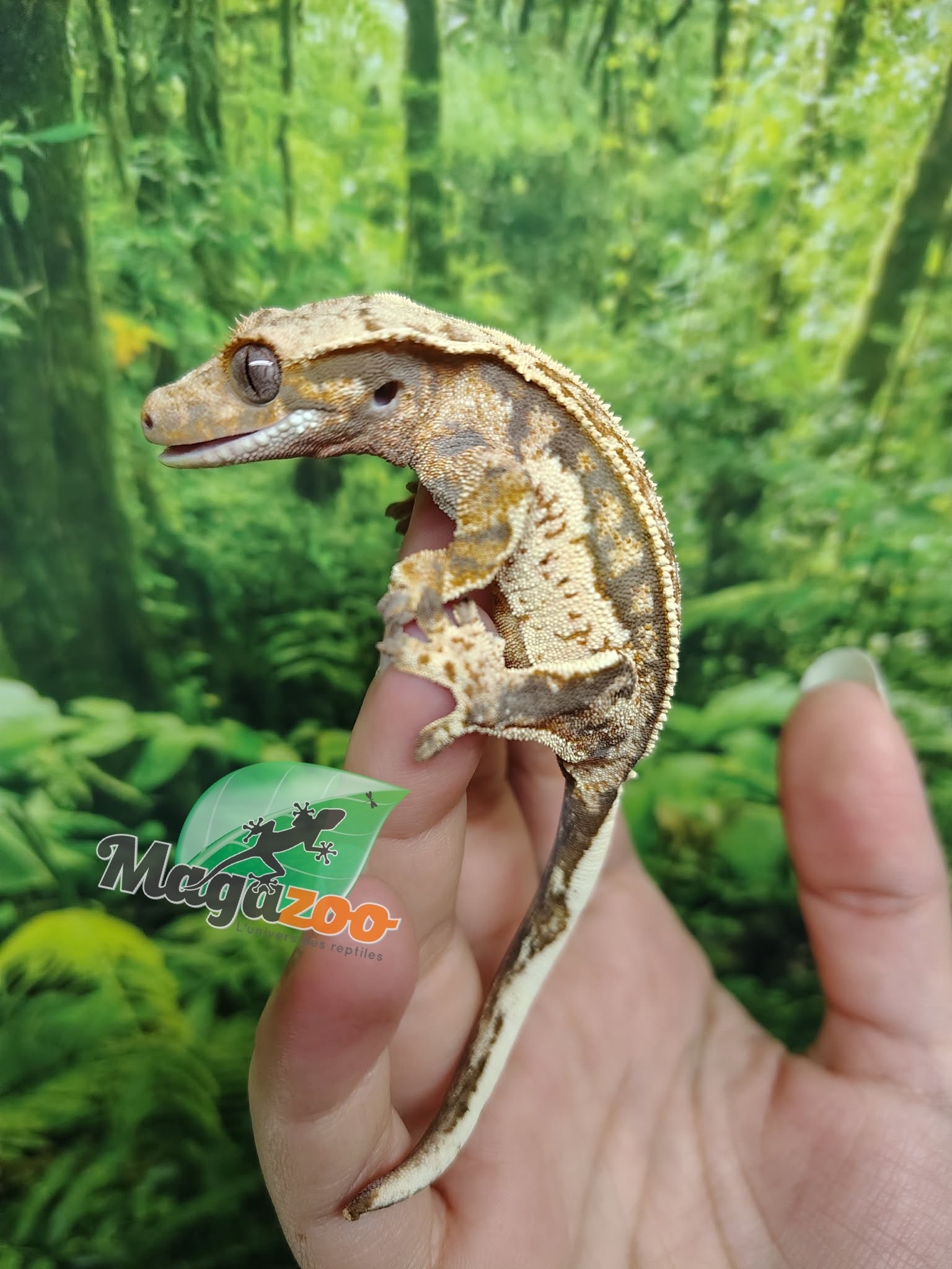 Magazoo Quadstripe Crested gecko