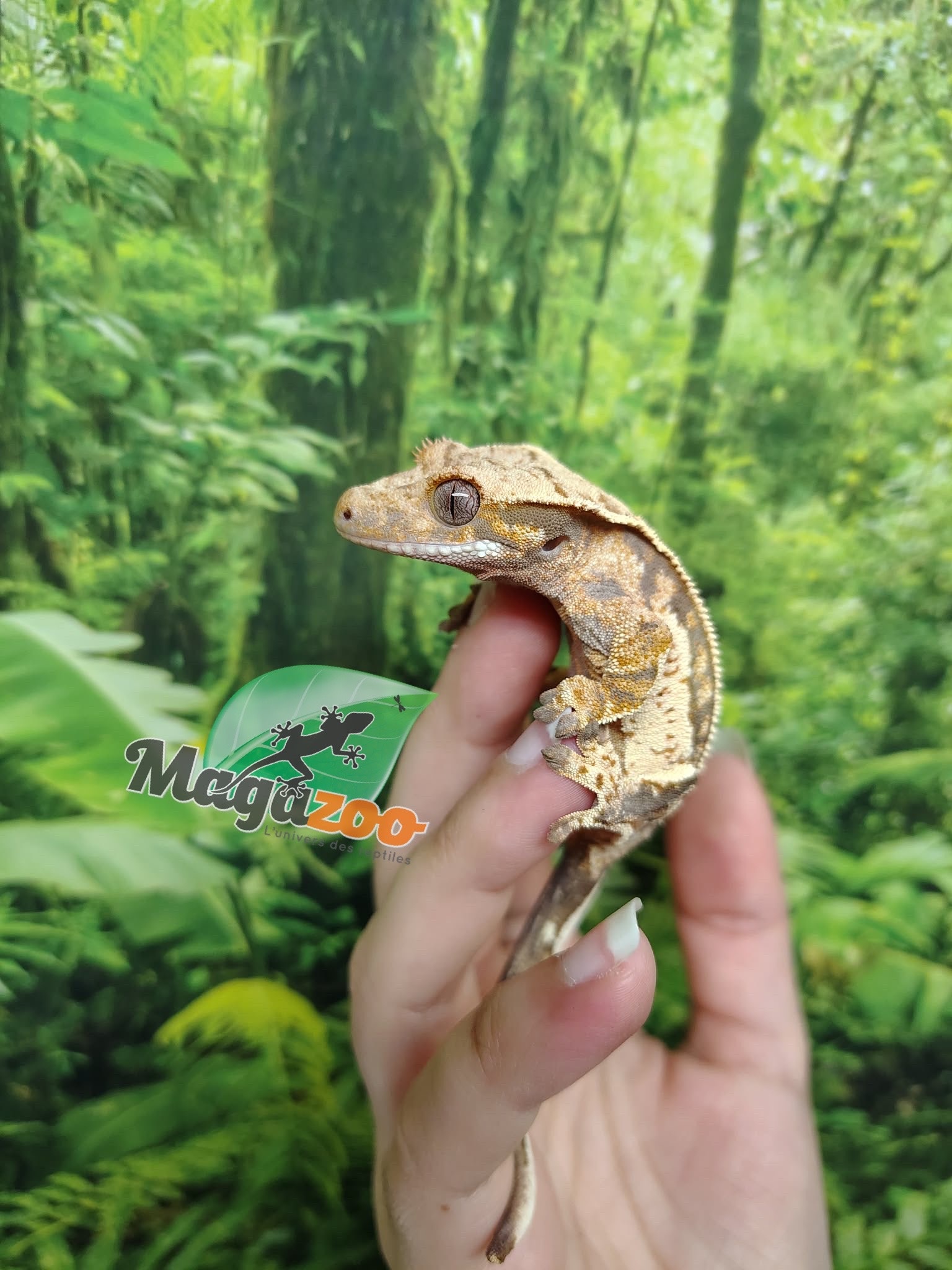 Magazoo Quadstripe Crested gecko