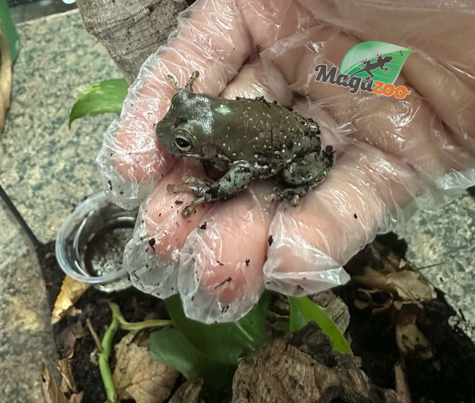 Magazoo Snowflake White's tree frog  (CBB) #1