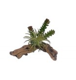 Succulents sur bois - Succulent on Driftwood