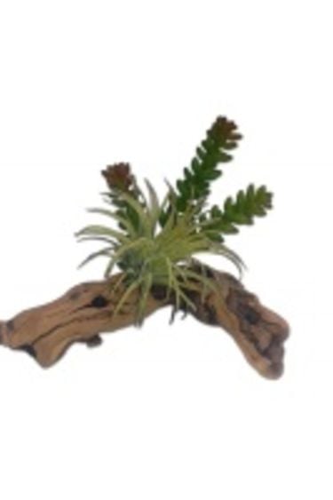 Succulents sur bois - Succulent on Driftwood