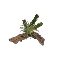 Succulents sur bois - Succulent on Driftwood