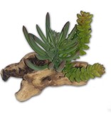Pet-Tekk Plante verte de 8'' - Succulent on Driftwood