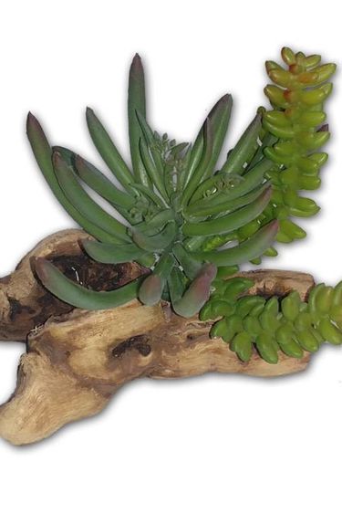 Pet-Tekk Plante verte de 8'' - Succulent on Driftwood