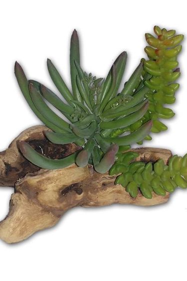 Pet-Tekk Succulent on Driftwood 8 in.