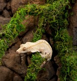 Galapagos GALAPAGOS GA-22712 Vigne de mousse 60 pieds