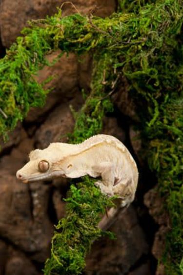 Galapagos GALAPAGOS GA-22712 Vigne de mousse 60 pieds