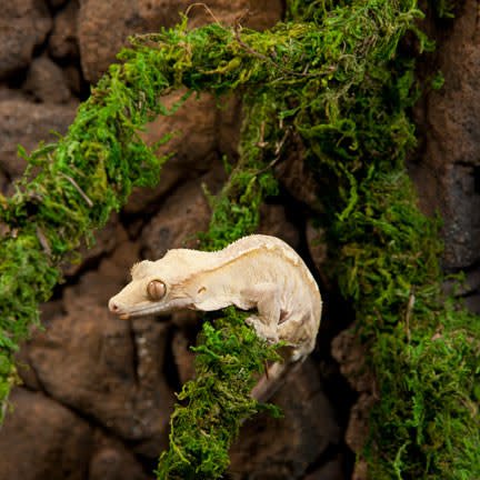 Galapagos Moss Vine 60 ft