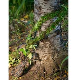 Galapagos Moss Vine 60 ft