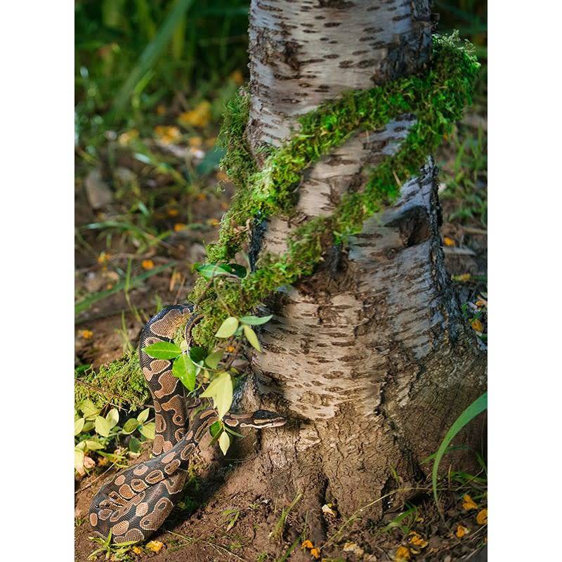 Galapagos Moss Vine 60 ft