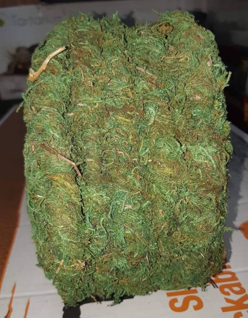 Galapagos GALAPAGOS GA-22712 Vigne de mousse 60 pieds