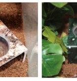 C3 Ledges Feeding Stand - Holds two 1.5oz cups