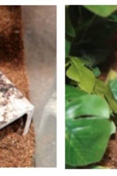 C3 Ledges C3 Support d'alimentation à 2 contenants de 1.5 oz